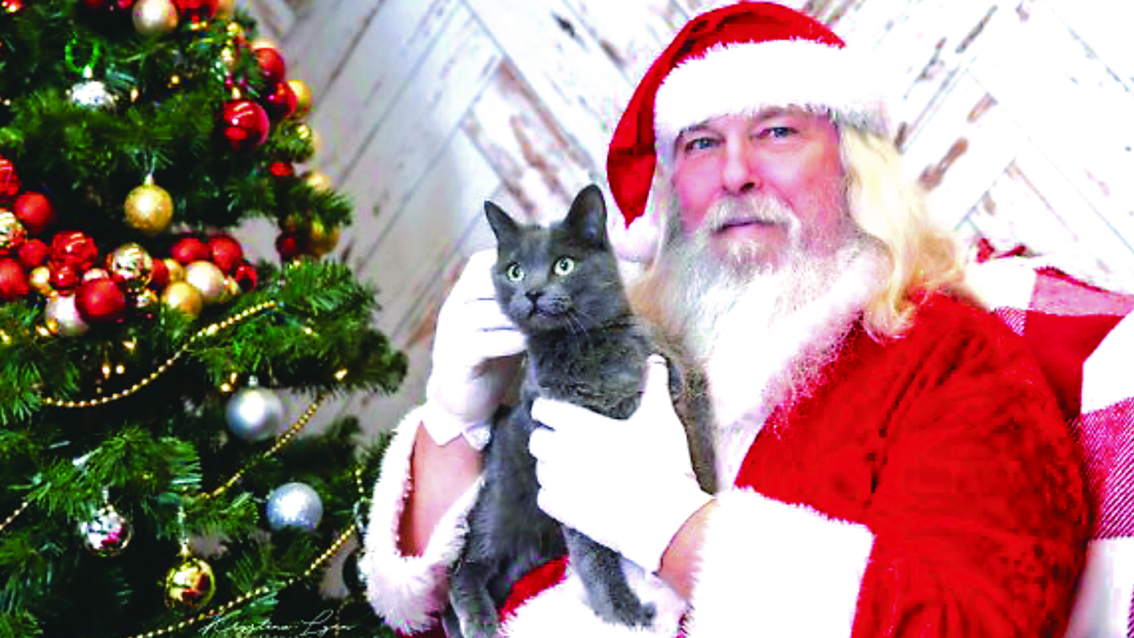 You are currently viewing Critters set for Christmas